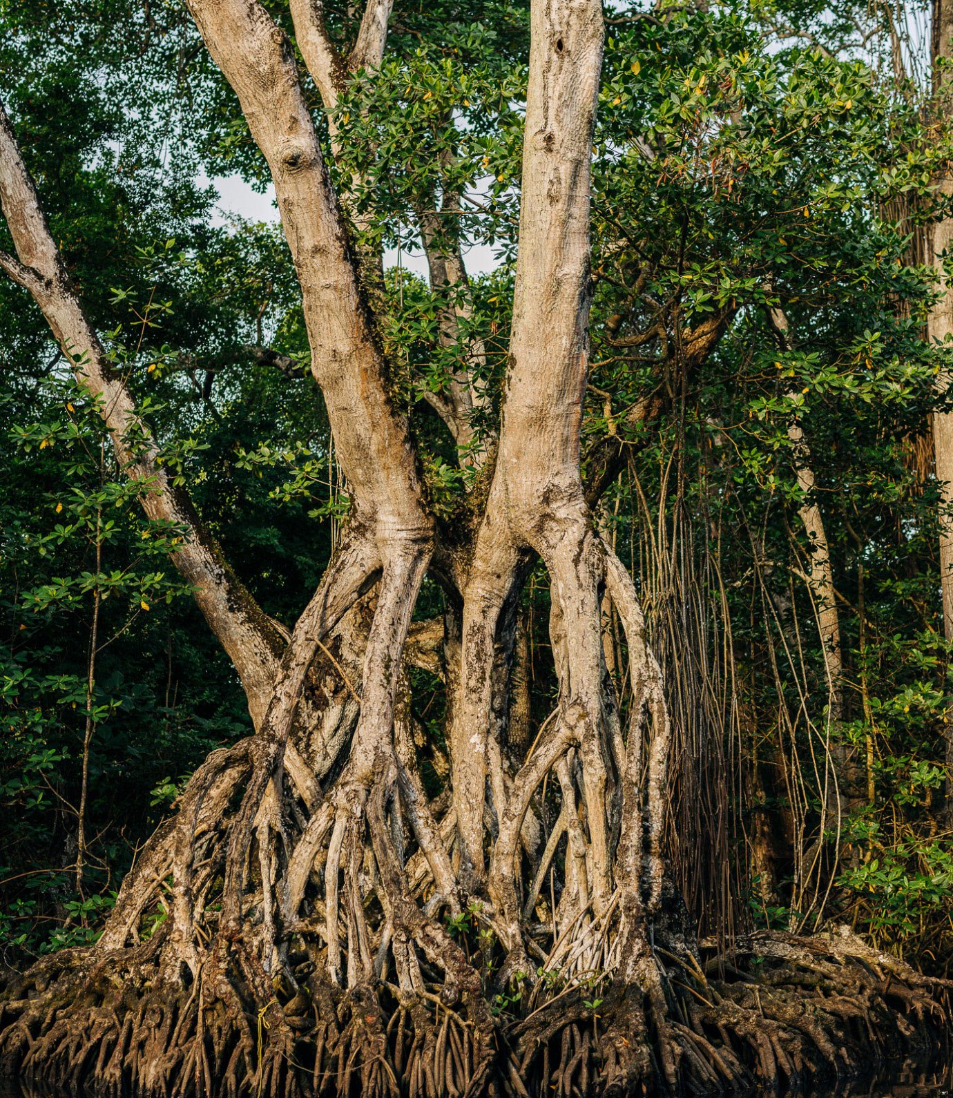 Local Nature Tours - Laguna Gri Gri