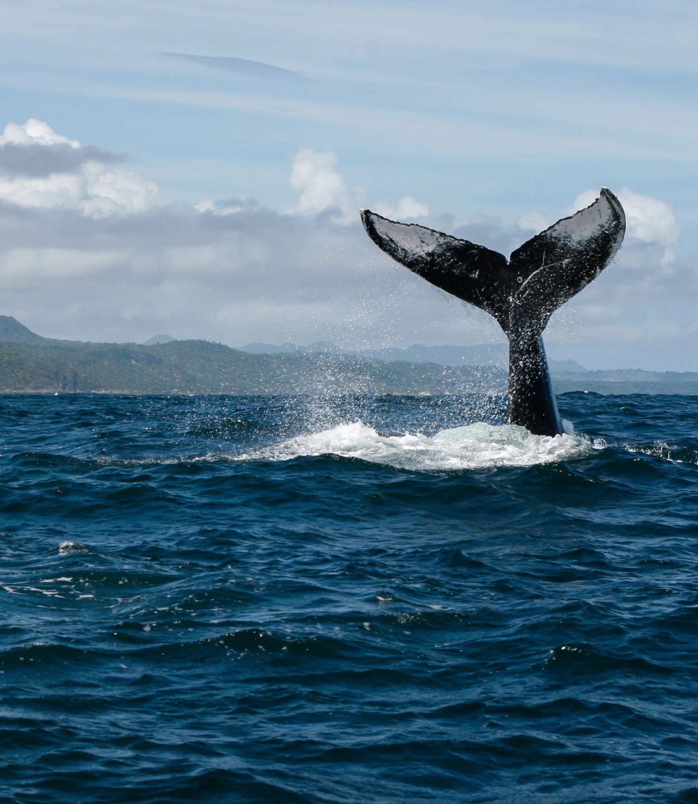 Private Whale Watching Tour