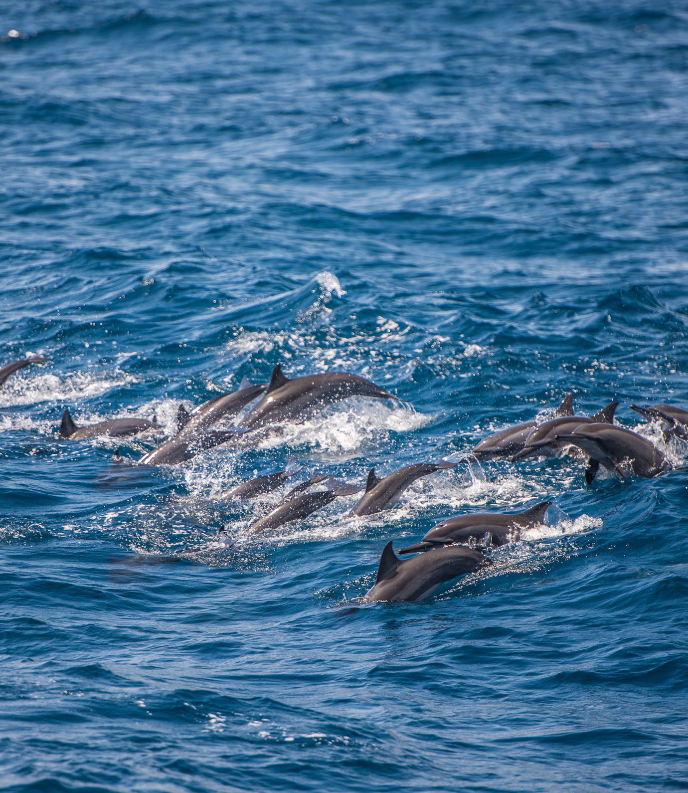 Dolphin Tours