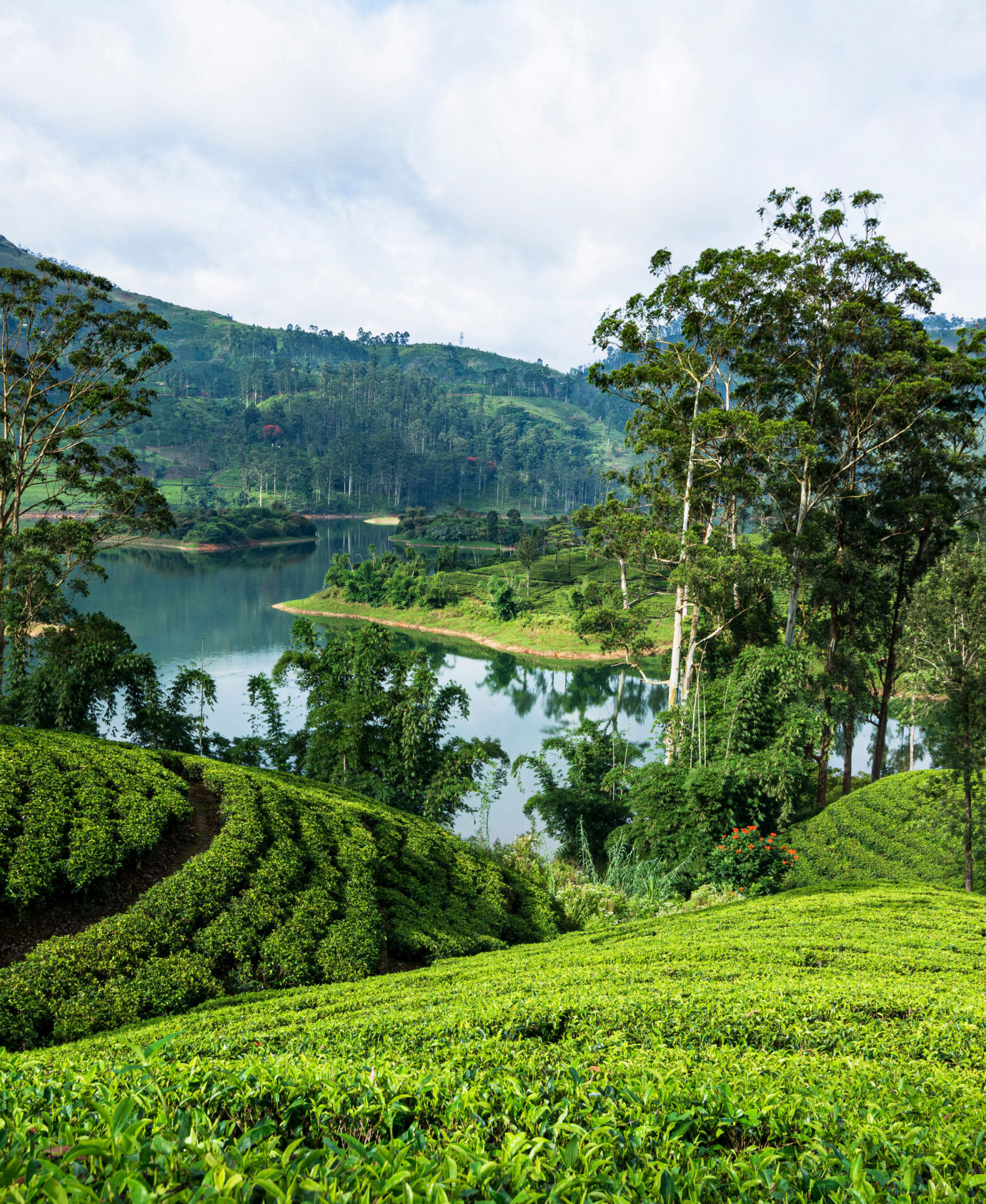 Tea Plantations