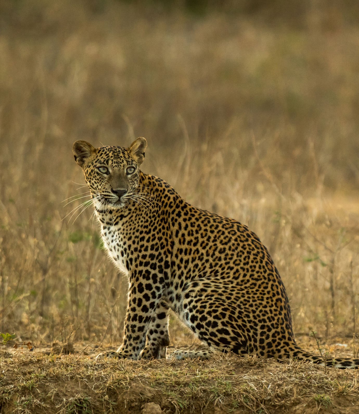 Leopard - Nature Tour