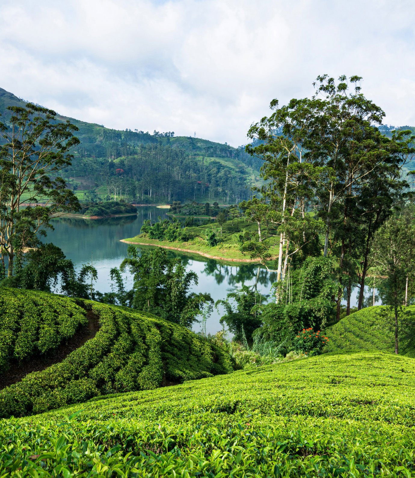 Ani-Sri-Lanka Private Tour Tea Plantation